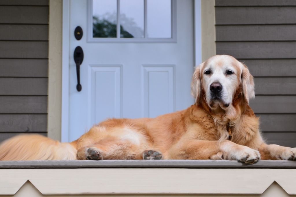 Guard Dogs For Home Security