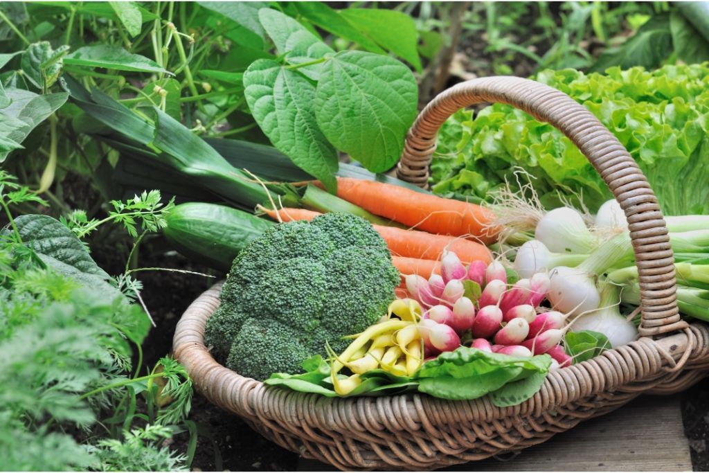 10 Essential Vegetable Gardening Tips For Beginners