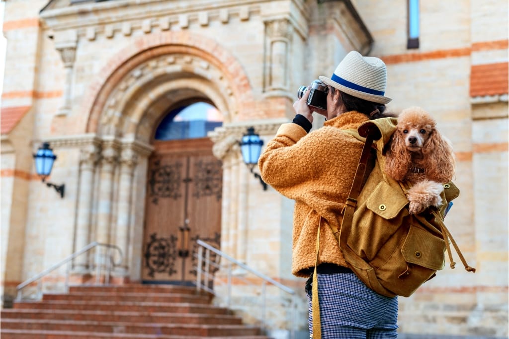 8 Tips For Traveling With A Dog Stress-Free
