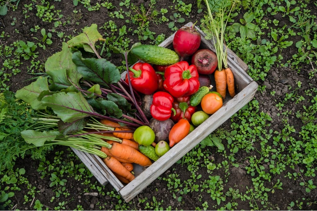 12 Smart Tips For Planting A Vegetable Garden To Cut Grocery Costs