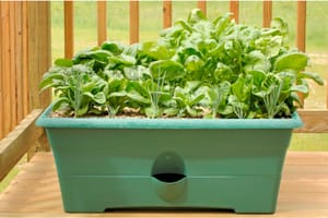 10 Container Gardening Tips For Beginners