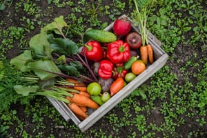 12 Smart Tips For Planting A Vegetable Garden To Cut Grocery Costs