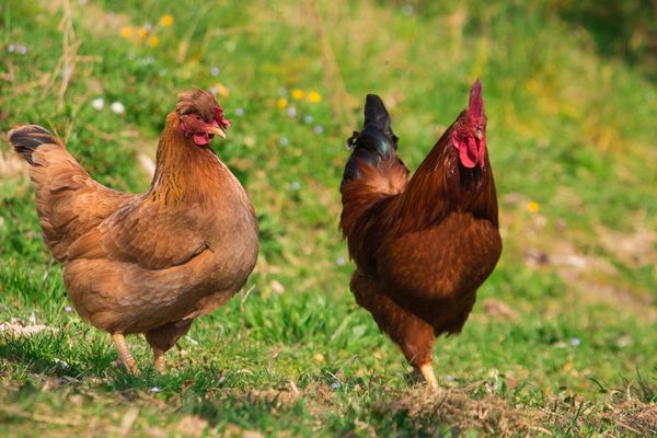 Raising Chickens For Beginners