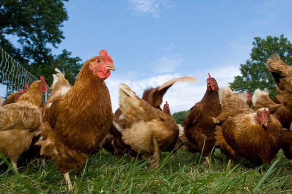 Top 5 Reasons Why Raising Chickens Is Smart