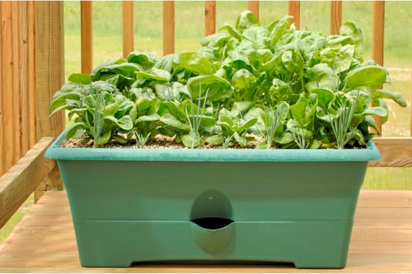 10 Container Gardening Tips For Beginners