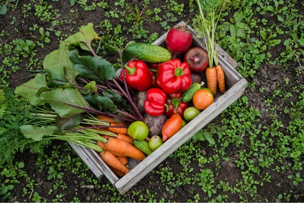 12 Smart Tips For Planting A Vegetable Garden To Cut Grocery Costs